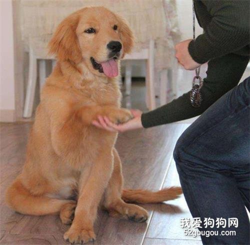 为什么金毛犬会抱你大腿？这个行为的背后，居然有这么多原因！