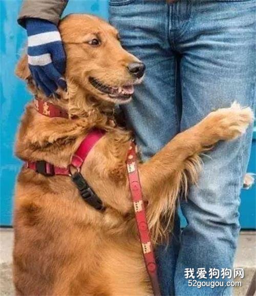 为什么金毛犬会抱你大腿？这个行为的背后，居然有这么多原因！