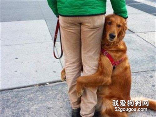 为什么金毛犬会抱你大腿？这个行为的背后，居然有这么多原因！