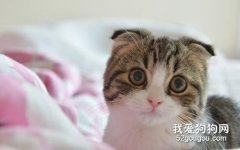 <b>这“6种水果”一定不能给猫吃！</b>