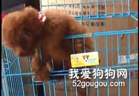 <b>小泰迪有一颗追逐自由的心，越狱永不言弃</b>