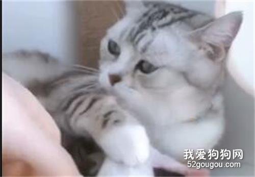<b>一听到宝宝的呼唤，霸道辣妈就会自动上线！</b>