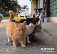 这4只猫在街头的霸气合影，被网友拟人化后更霸气了，感受下！
