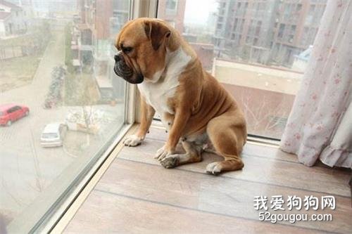 为什么狗狗长不胖？看到真相的铲屎官，眼泪都掉下来了