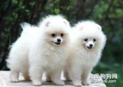 博美幼犬饲养方法