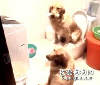 <b>这金毛，笑死我啦！</b>