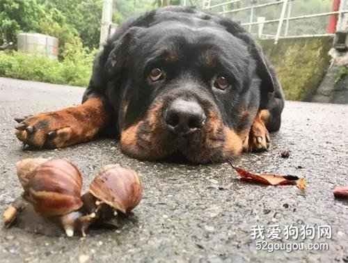 <b>暖男汪呵护蜗牛过马路，意外撞见“18禁”画面</b>