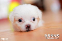 幼犬与成年犬的喂养区别？