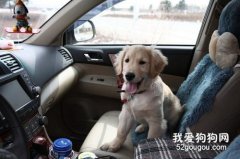 可以带狗狗一起乘车旅行吗