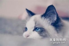 <b>猫咪为什么会在床上撒尿？六大原因你应知晓！</b>