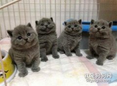 千万注意这5类猫咪，再便宜也不能买。