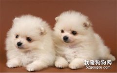 <b>饲养博美犬时，这些禁忌不要犯！</b>