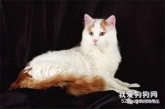 猫咪毛发问题怎么办？猫咪卵磷脂有什么好处？