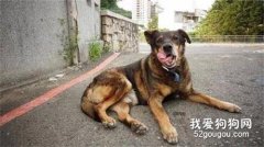 <b>忠犬守护学校20年，去世之后，领巾上的五个字逼哭万千网友！</b>