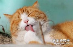 猫咪舔毛的5大原因