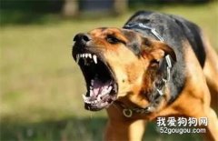 狂犬病到底是什么？ 狂犬病的9大事实真相