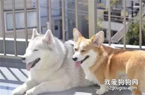 <b>二哈拆家成瘾，连垃圾桶都被铁笼保护，直到来了只柯基...</b>