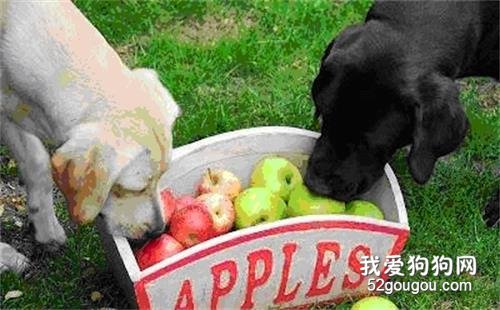 狗狗吃水果，狗狗可以吃的水果种类有哪些