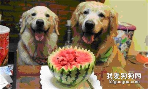 狗狗吃水果，狗狗可以吃的水果种类有哪些