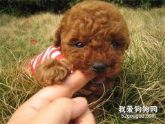 <b>新手饲养泰迪犬的7个问题</b>