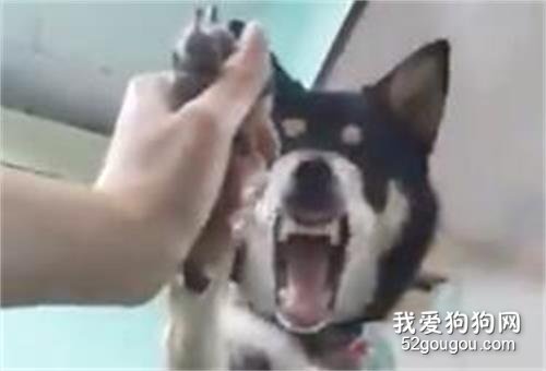 <b>台湾一只黑柴剪指趾甲表情超夸张：“快给老子住手！”</b>