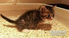 猫咪喜欢在猫砂盆以外的地方大便怎么办？