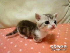 为什么家里的猫咪长大后不粘人了？