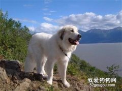 养一只大白熊犬是怎样一种体验？