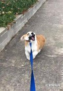 看得出来，这只柯基是真的很不想回家了！！