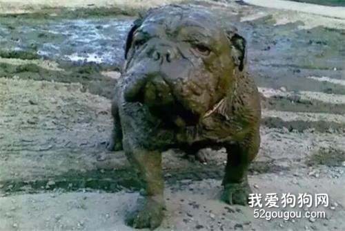 <b>这狗子我不要了，谁要谁带走...</b>