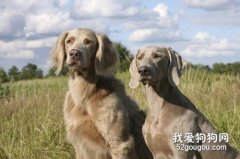 宠物前肢跛行的元凶之一：犬臂二头肌腱鞘炎