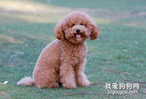 前肢跛行的元凶之一：犬臂二头肌腱鞘炎