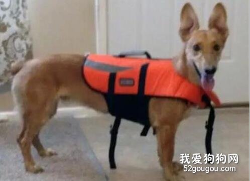 <b>如果你养狗了，千万不要让它和柯基混，不然你会后悔的...</b>
