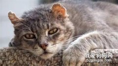 <b>老龄猫会遇到哪些健康问题 ？</b>