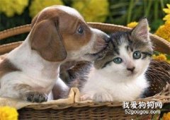 犬、猫的蛔虫病的症状和预防