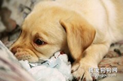 犬肠道疾病——肠梗阻&败血性腹膜炎