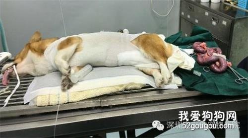 母犬子宫蓄脓症