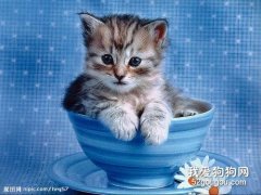 猫主子挑食怎么办？