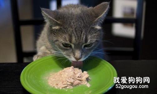 你的猫咪有没有肾脏的问题？