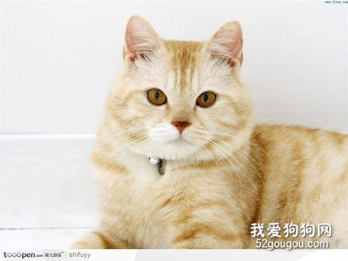 你的猫咪有没有肾脏的问题？