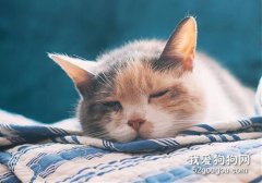 如何预防猫咪上呼吸道疾病？