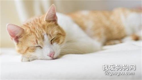如何预防猫咪上呼吸道疾病