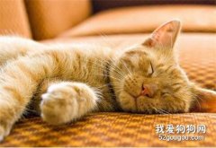 如何预防猫咪白血病？