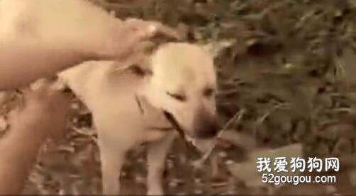 <b>家里的田园犬突然不见了，发现后它竟然从地里救出一个婴儿...</b>