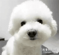 <b>你见过卸妆的比熊吗？我见过...笑岔气了...</b>