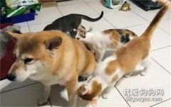 <b>柴犬洗完澡回来，刚进门就遇见三只猫...</b>