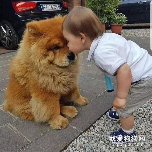 <b>世上有一种爱叫：当宠物狗遇上小Baby</b>