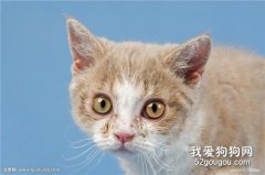 如何护理有哮喘的猫？
