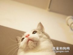 猫的黑下巴是怎么回事 ？