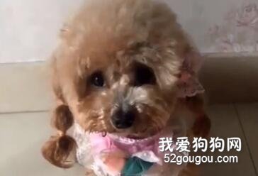 <b>汉语十级，泰迪比你想象的还要聪明</b>